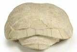 Inflated Fossil Tortoise (Stylemys) - South Dakota #316910-4